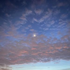 星夏cover.小蓝背心