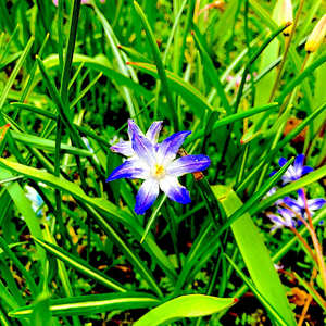 Country inst-unmstrd