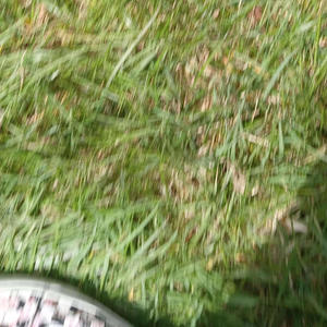 Better at Heart (feat. Shyuzi) (Explicit)