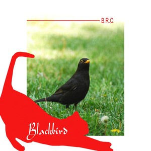 Blackbird