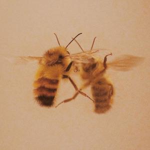 HONEYPACK (feat. Z3n721) (Explicit)