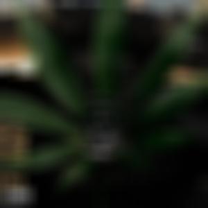 frenzy (Explicit)