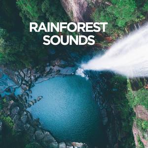 Rainforest Sounds