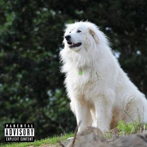 great pyrenees (Explicit)