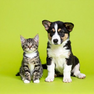 Ronroneando Al Compás Del Beat