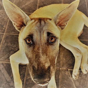 Obliquity of the Ecliptic