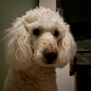 PARADOX (feat. Dylxn) (Explicit)