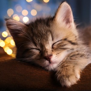 Los Gatos Calman Las Frecuencias