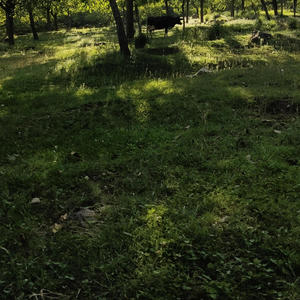 Soor Karith Gookh (feat. Yasir Dar & Suhail Fayaz Shilwati)