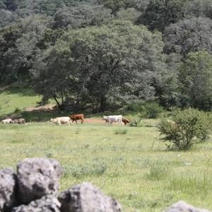 Tepozan (feat. Va!bs)