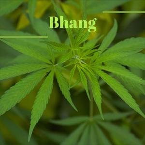 Bhang