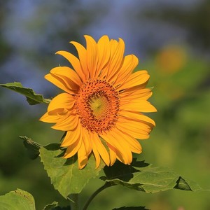 美好的一天 (古筝版)