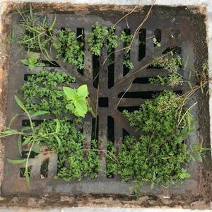 Trilha para um Sonho