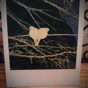 Win<br/>(Windbreaker)