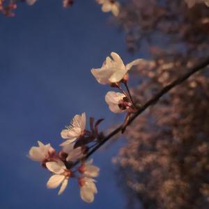 Ride(feat. Starfall)