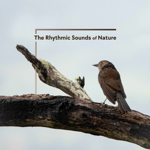 The Rhythmic Sounds of Nature (Explicit)