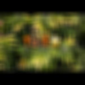 T5 (Explicit)