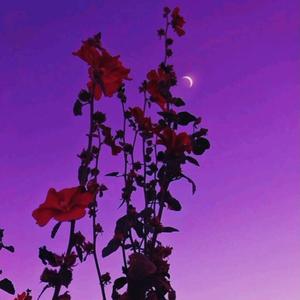 she's not into you (Explicit)