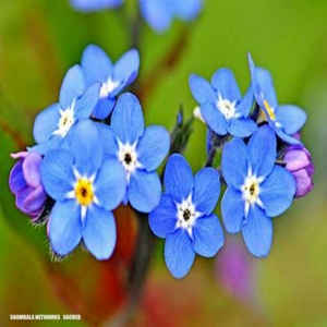 Sacred (Original Mix)