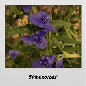 Spiderwort