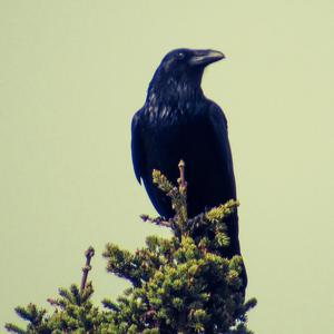 Odin's Call (feat. Thomas Roth, Isaac Hadden & Camryhd)