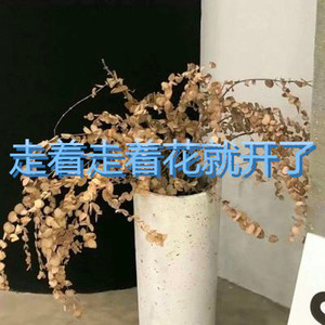 走着走着花就开了