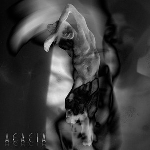 acacia (Explicit)