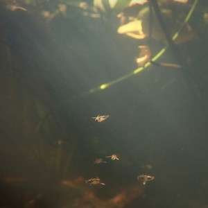 Aogu Wetlands and Forest Park 鰲鼓濕地森林園區