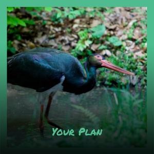 Your Plan