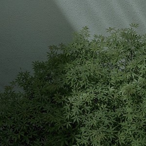 雨蝶