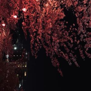 CANT LOSE FOCUS (feat. zvch) (Explicit)