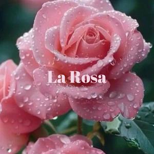 La Rosa