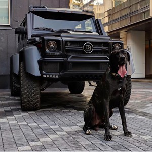 樱花树下的约定 (DJ版)