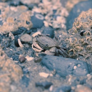 Wandering Crustacean