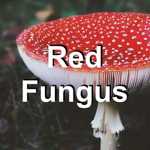 Red Fungus