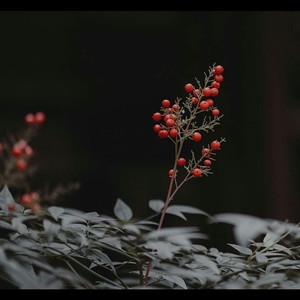 上里与手抄卷 |闫东炜)