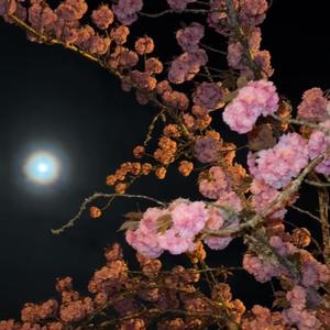 C Me Bleed (Explicit)