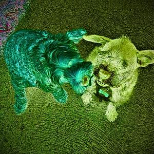 Green Eggs And Ham (Explicit)