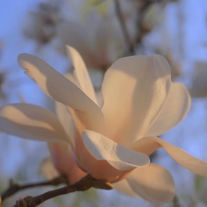 当时月亮