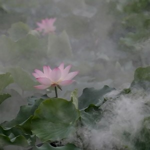 雾里