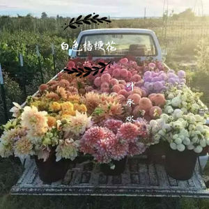 白色桔梗花 (伴奏)