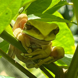 Ecuadorian Amazonia