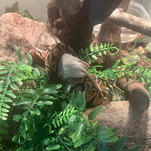 448MG (feat. GunPlayMafia & Motion Man) (Explicit)