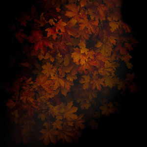 Old Oak
