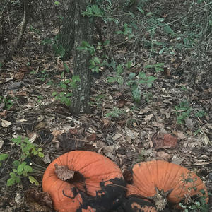 Sad seasons (Explicit)