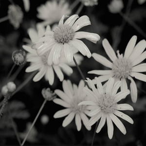 さよならミッドナイト(再会midnight)Acoustic.ver (再见午夜)