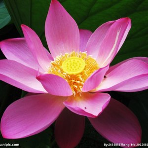 我的浪漫不如你的谎言