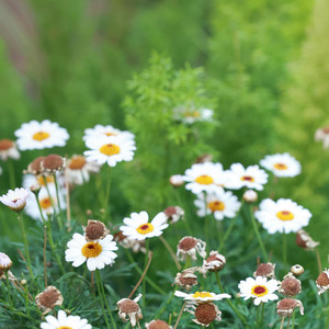 Akban Lost in the Endless Night