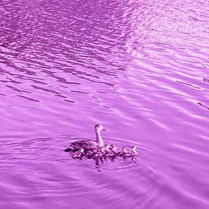 lucid taughts (slowed + reverb) (Explicit)