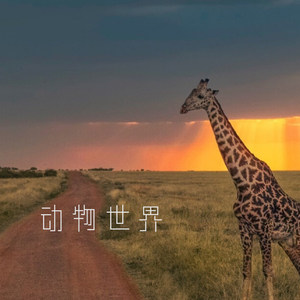 动物世界